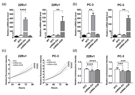 Overexpression Of MiRNA 23c And MiRNA 4328 Results In Reduced Prostate