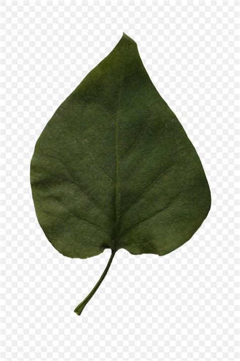 Leaf Alpha Compositing Image Resolution Png 2304x3456px Leaf Alpha