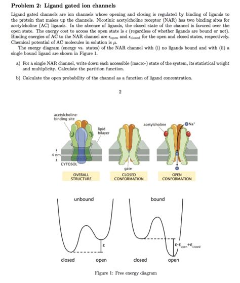 Problem 2: Ligand gated ion channels Ligand gated | Chegg.com