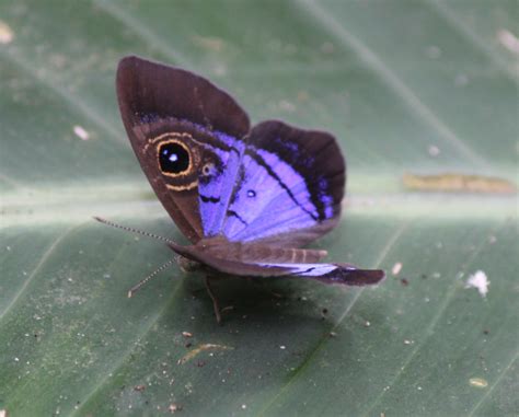 Image Gallery | Butterflies and Moths of North America