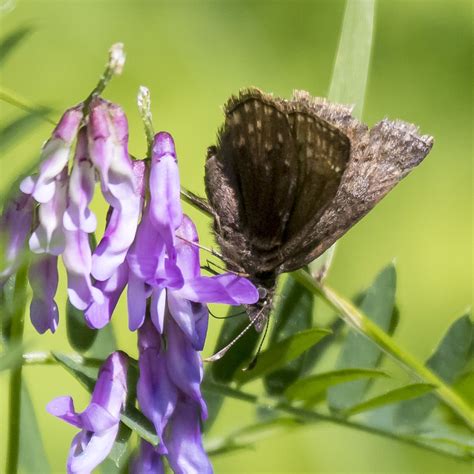 Dreamy Duskywing From Rockland County Ny Usa On June At