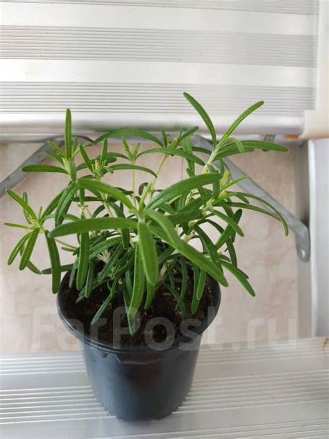 Розмарин свежий, укоренённый в горшках - Растения во Владивостоке