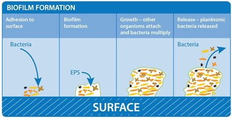 Biocidin Botanicals The Natural Biofilm Bacteria Buster