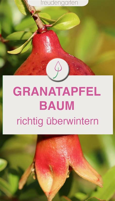 Granatapfel überwintern so gelingt es Granatapfel Granatapfelbaum