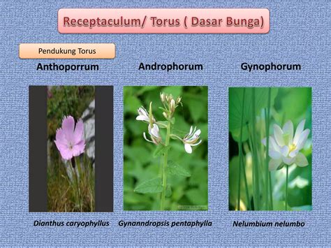 Ppt Morfologi Tumbuhan Jenis Dan Bagian Bunga Ppt