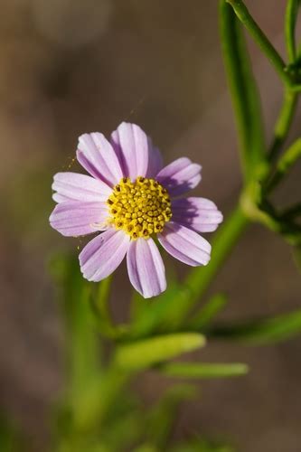 Coreopsis rosea iNaturalist Panamá