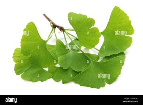 Hojas de ginkgo biloba fotografías e imágenes de alta resolución Alamy