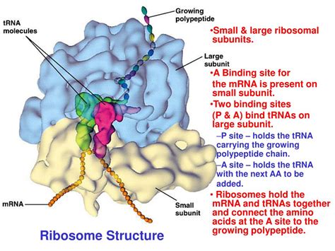 PPT Eukaryotic MRNA Transcripts Are Processed PowerPoint Presentation