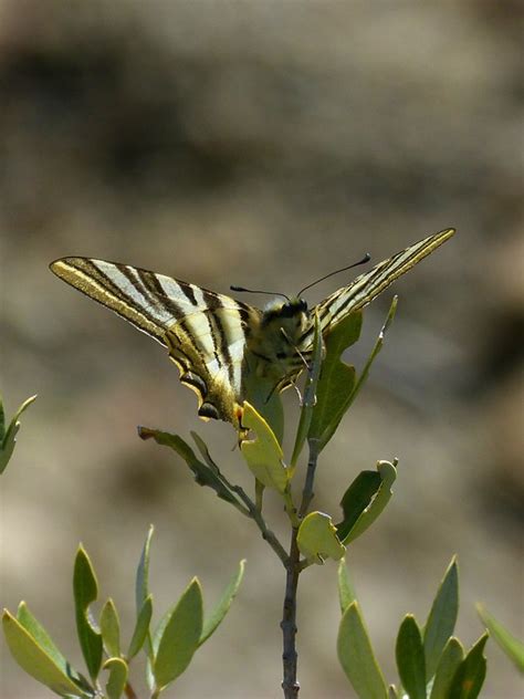 Papilio Machaon Macaón Mariposa Foto gratis en Pixabay