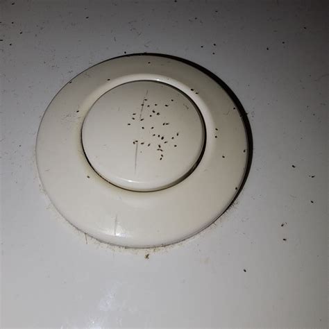 hundreds of these little bugs in bathroom : r/bugidentification