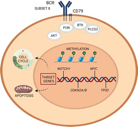 Frontiers Biology And Treatment Of Richter Transformation