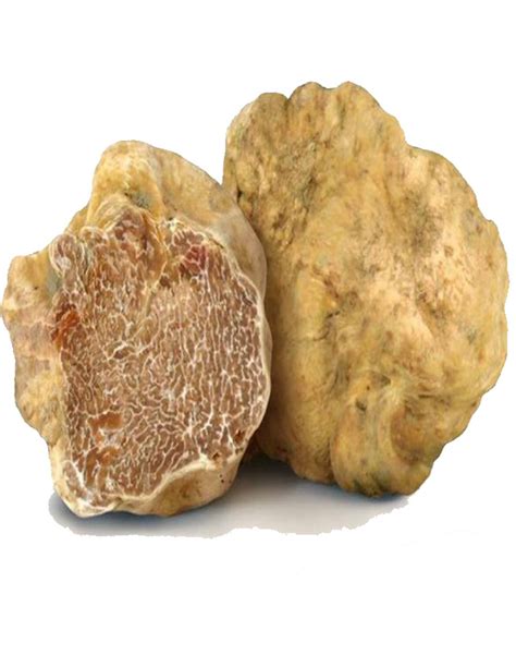 Gourmet Delicacy Fresh White Truffles Tuber Magnatum Huge Size