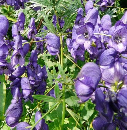 Monkshood | LoveToKnow