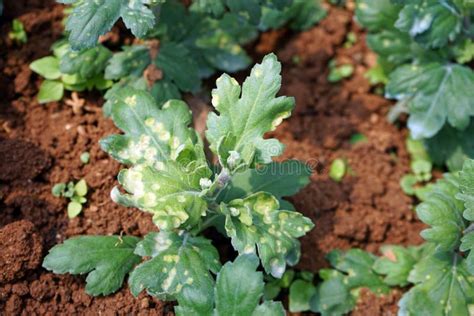 White Rust Disease On Chrysanthemum Leaf Stock Photo Image Of Problem