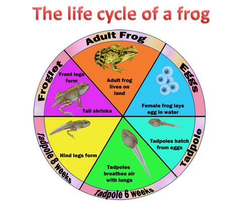 Life Cycle of Frogs - Teacha!