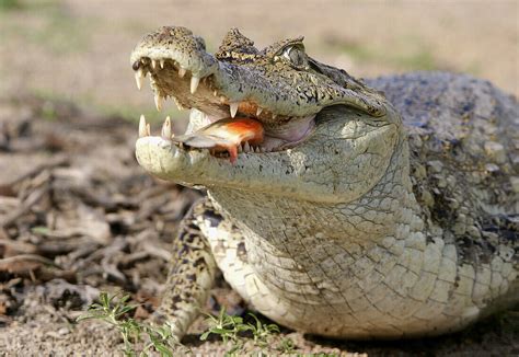 Spectacled Caiman Range
