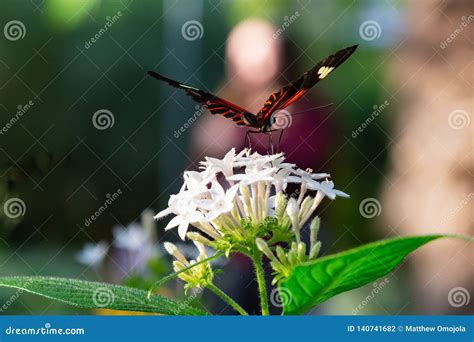 Mariposa Del Cartero De Longwing En El Lanceolata Blanco De Los Pentas