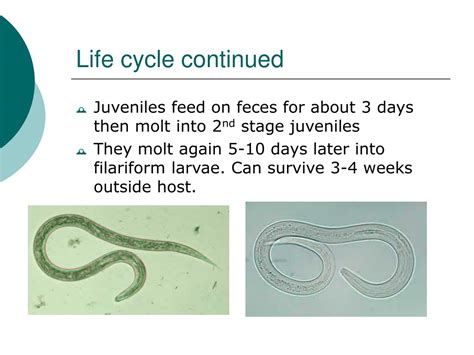 Ppt Ancylostoma Duodenale And Necator Americanus Powerpoint Presentation Id9136913