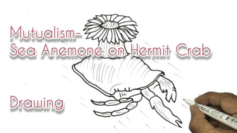 Mutualism Sea Anemone On Hermit Crab Drawing YouTube