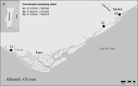 Location Of Sampling Sites Within The Ria Formosa Lagoon S1 To S3 Download Scientific