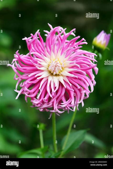 Beautiful Cactus Dahlia Stars Favourite With Shiny Pink And White