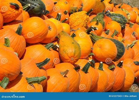 Pumpkin Patch stock image. Image of harvest, holiday - 61227343