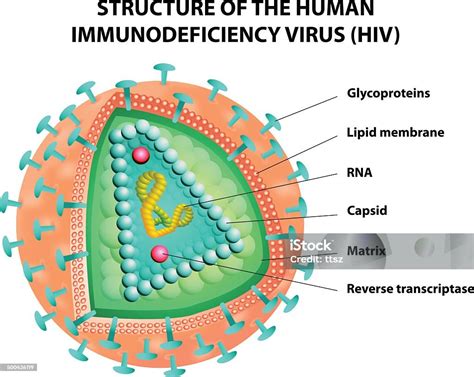 Diagram Of The Hiv Virus Vector Stock Illustration - Download Image Now ...