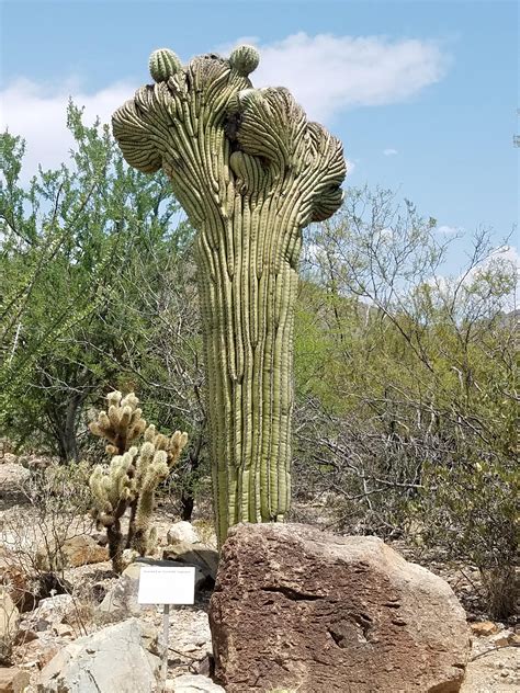 A crested saguaro outside the Arizona-Sonora desert museum : r/cactus