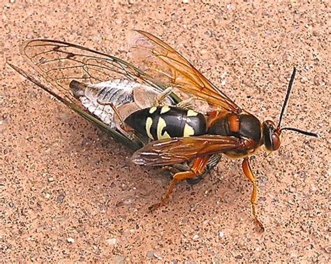 Eastern Cicada Killer Sphecius Speciosus Bugguide Net