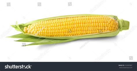 corn     plant images stock  vectors