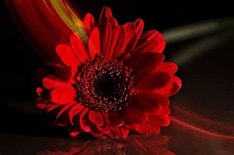 Free Images Blossom Flower Petal Bloom Red Close Gerbera Macro