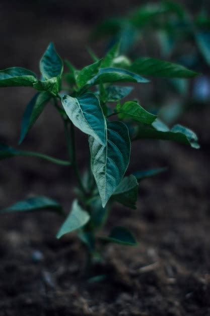 Primer Plano De Una Planta Que Crece En El Campo Foto Premium