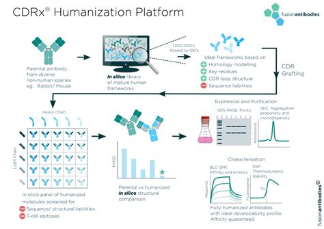 Antibody Humanization | Antibody Engineering | Fusion Antibodies