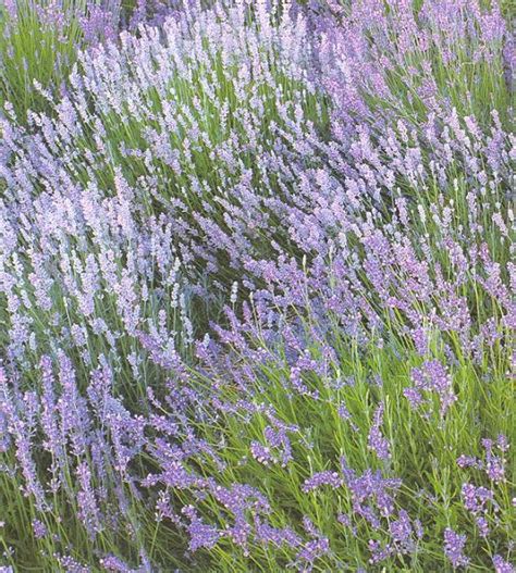 Лаванда узколистная - Клумбовые растения - Садовые декоративные - Green ...