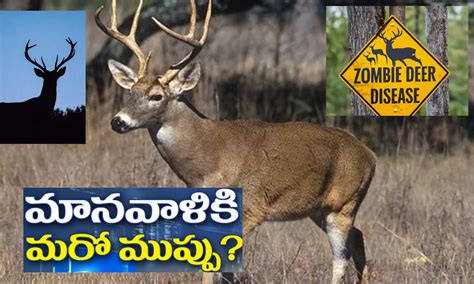 Alert మానవాళికి పెను ముప్పుగా జోంబీ డీర్ డిసీజ్ Alert Zombie Deer Disease Could Spread To