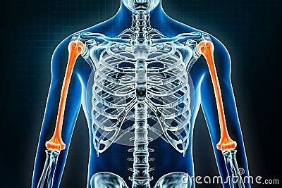 Humerus X Ray Osteology Of The Human Skeleton Arm Or Upper Limb Bones