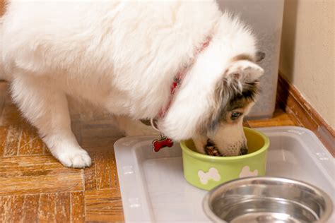 Le Puedo Dar Aceite De Oliva A Mi Perro O Mejor No Tiene Beneficios