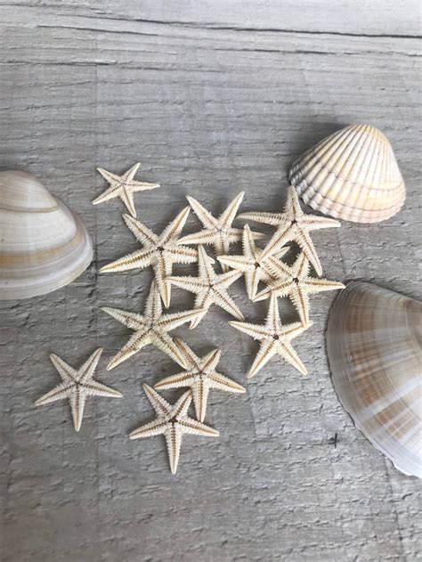 5 Small Starfish Beach Craft Resin Craft Seashells Real - Etsy