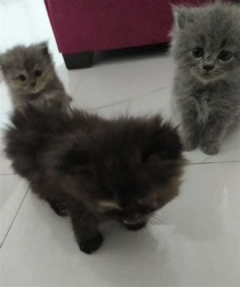 Find Purebred Persian Kittens For Sale In Delhi Mr N Mrs Pet