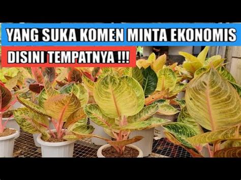 Yang Suka Komen Tanya Aglaonema Ekonomis Disini Tempatnya Youtube