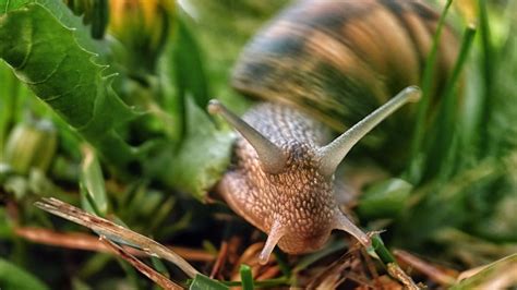 16 Fast Facts About Snails Mental Floss