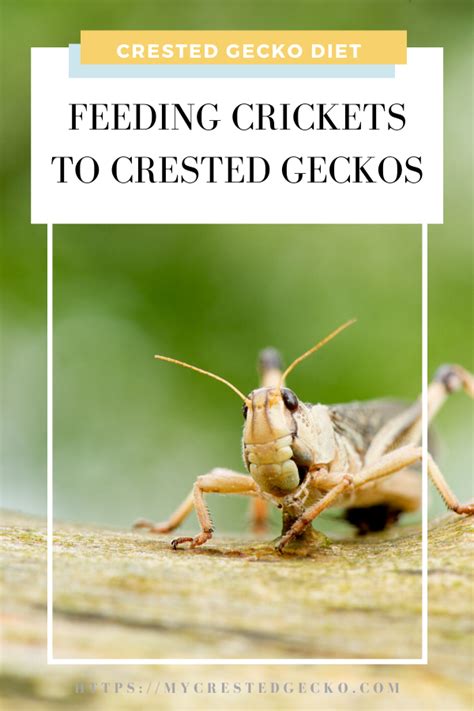 Cricket Feeding Guide How To Feed Crickets To Your Crested Gecko Artofit