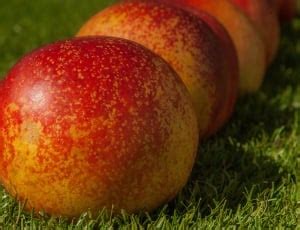 yellow  red fruits  image peakpx