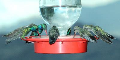 Hummingbird species, with common names, sizes, scientific names and photos