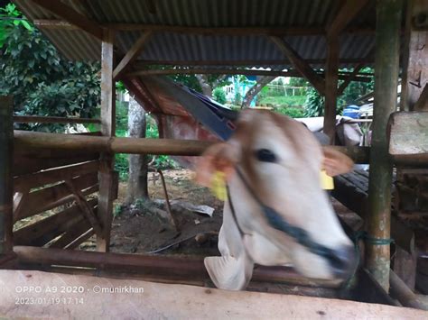 Program Pengembangan Ternak Ruminansia Sapi Potong Indukan Disalurkan