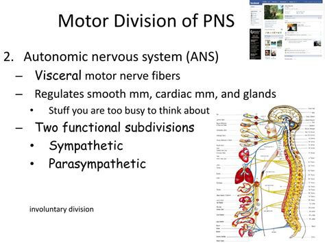 PPT This Week Monday And Tuesday Nervous System Overview