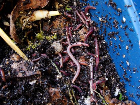 Manual De Vermicompostaje C Mo Hacer Vermicomposteras Y Humus De