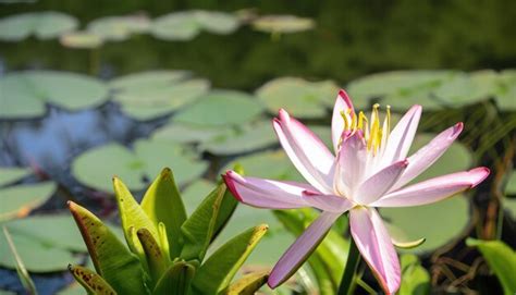 premium photo lily close  photo   garden  copy space