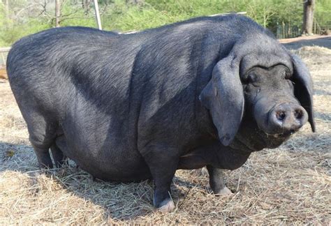 Do You Want To Know About Meishan Pig? The Blue Horn VA | Pig breeds