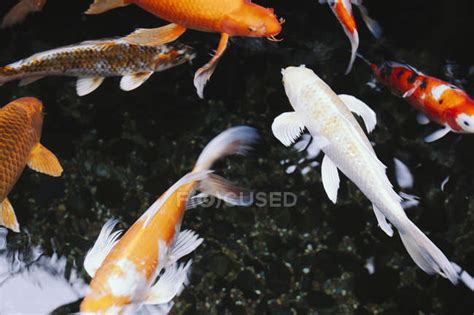 Koi carp fish in pond water, close-up. — High Angle View, carps - Stock ...